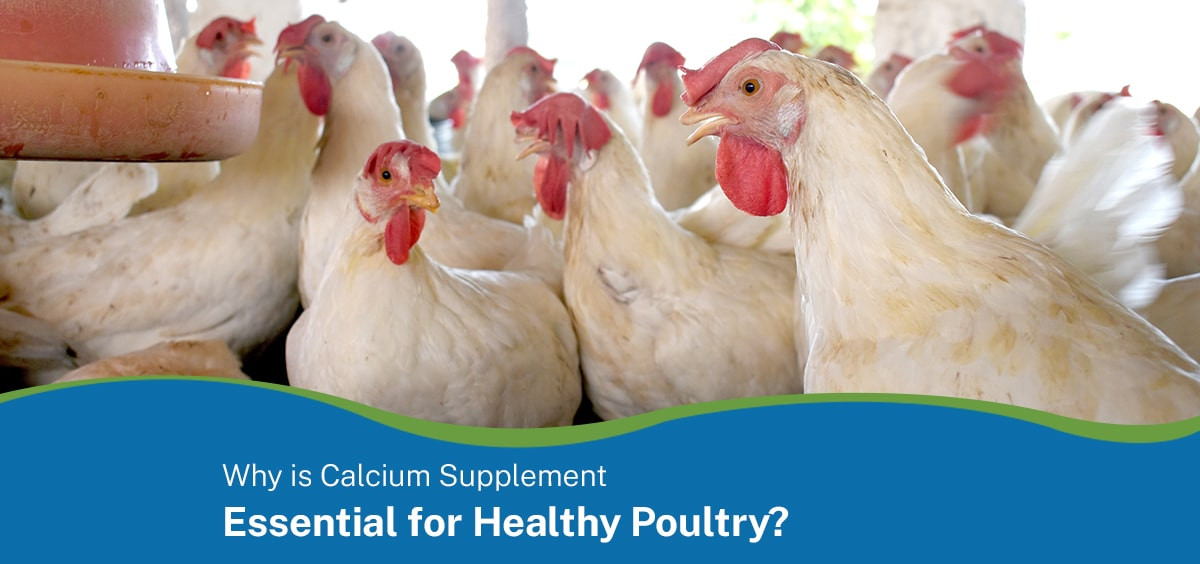 Why is Calcium Supplement Essential for Healthy Poultry?