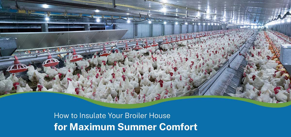How to Insulate Your Broiler House for Maximum Summer Comfort