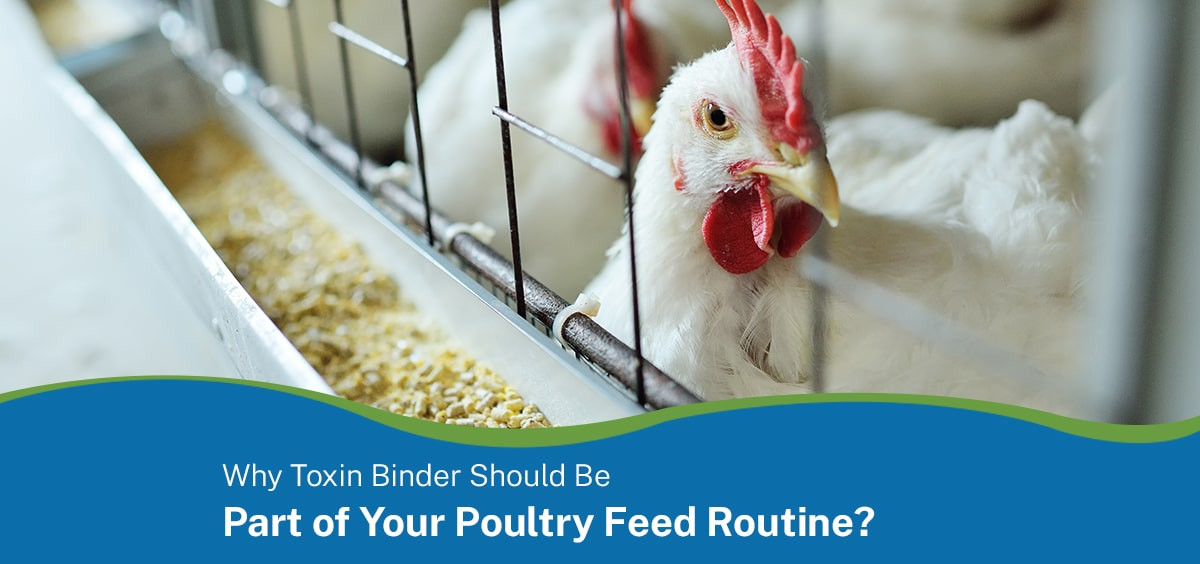 Why Should Toxin Binder Be Part of Your Poultry Feed Routine?