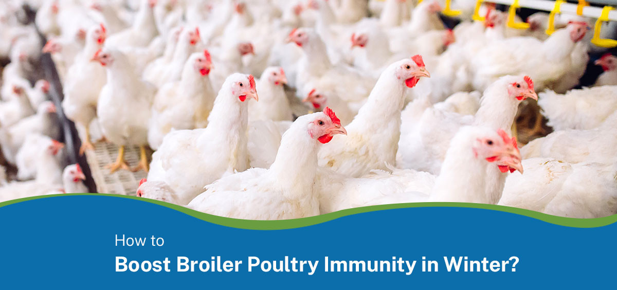 How to Boost Immunity in Broiler Poultry in Winter?