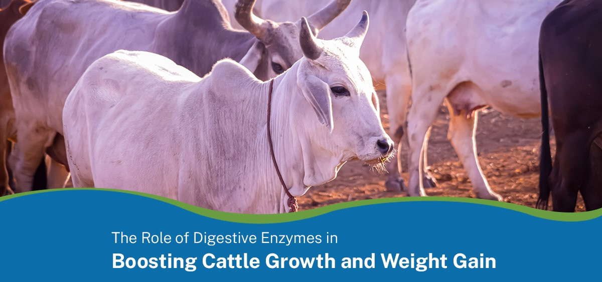 The Role of Digestive Enzymes in Boosting Cattle Growth and Weight Gain