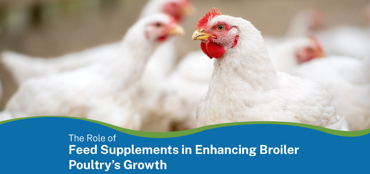 The Role of Feed Supplements in Enhancing Broiler Poultry’s Growth