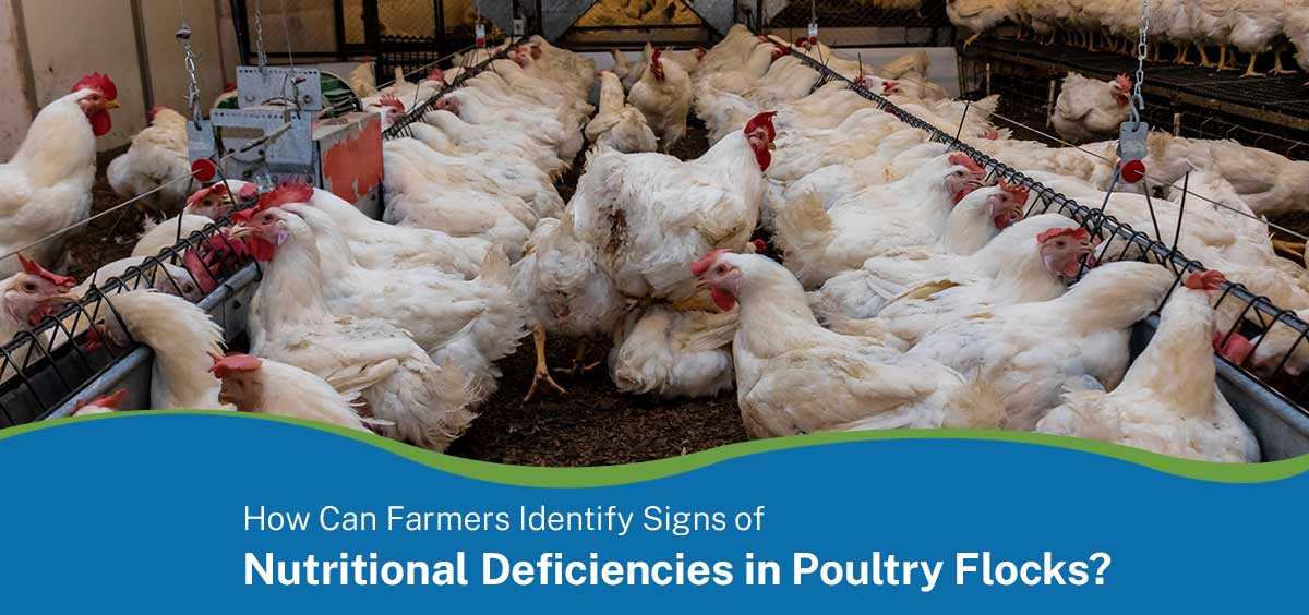 How can farmers identify signs of nutritional deficiencies in poultry flocks?